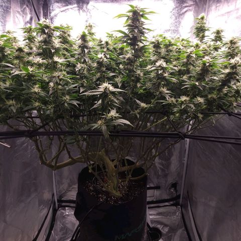 Strawberry Cough Clone growlog timeline photo
