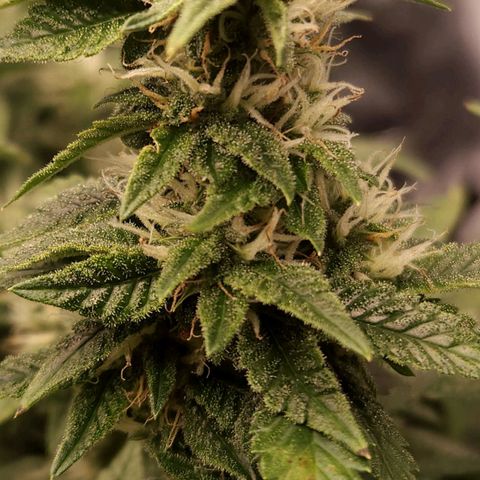 Strawberry Cough Clone growlog timeline photo