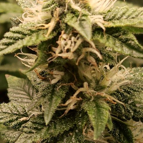Strawberry Cough Clone growlog timeline photo