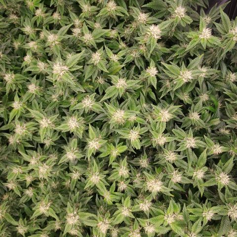 Strawberry Cough Clone growlog timeline photo