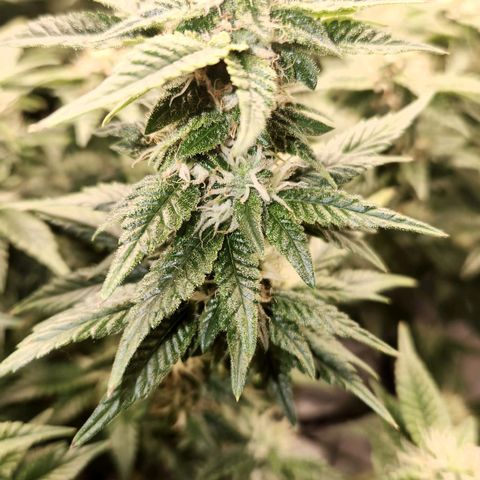 Strawberry Cough Clone growlog timeline photo