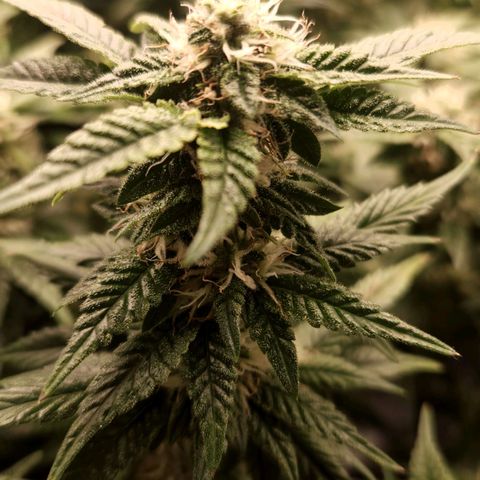 Strawberry Cough Clone growlog timeline photo