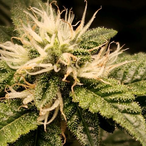 Strawberry Cough Clone growlog timeline photo