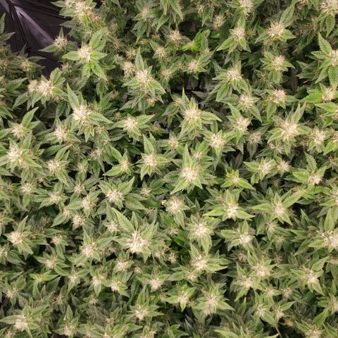 Strawberry Cough Clone growlog timeline photo