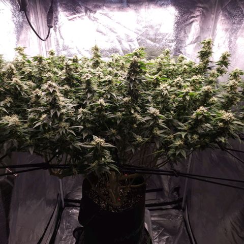 Strawberry Cough Clone growlog timeline photo