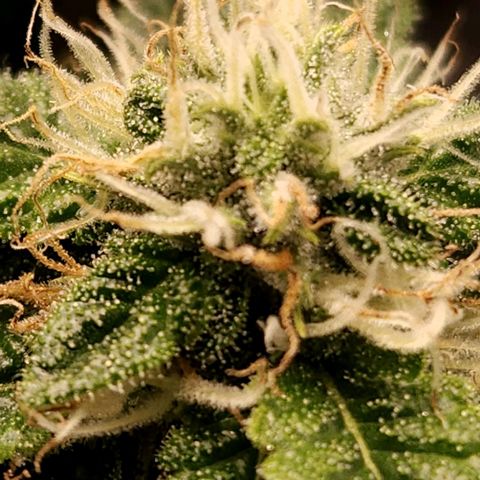 Strawberry Cough Clone growlog timeline photo