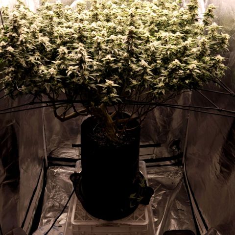 Strawberry Cough Clone growlog timeline photo