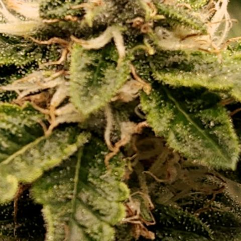 Strawberry Cough Clone growlog timeline photo