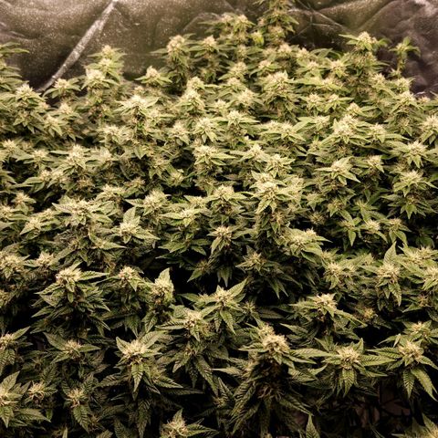 Strawberry Cough Clone growlog timeline photo