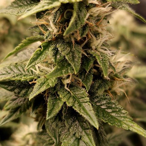 Strawberry Cough Clone growlog timeline photo