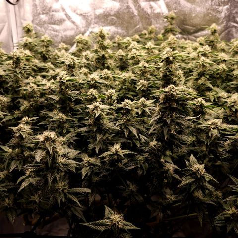 Strawberry Cough Clone growlog timeline photo