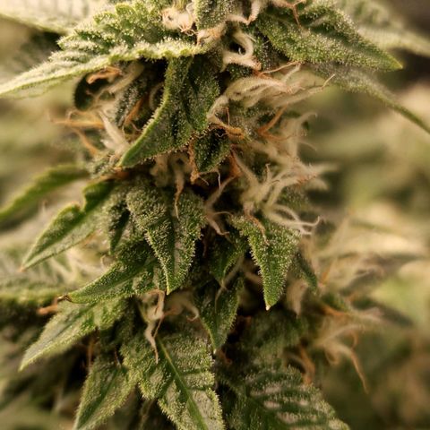Strawberry Cough Clone growlog timeline photo