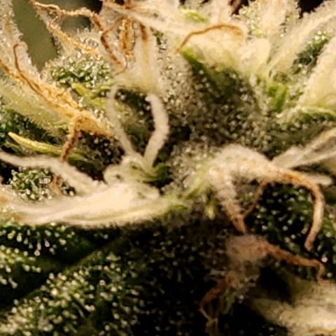 Strawberry Cough Clone growlog timeline photo