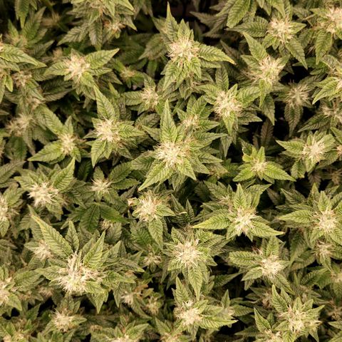 Strawberry Cough Clone growlog timeline photo