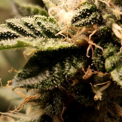 Strawberry Cough Clone growlog timeline photo