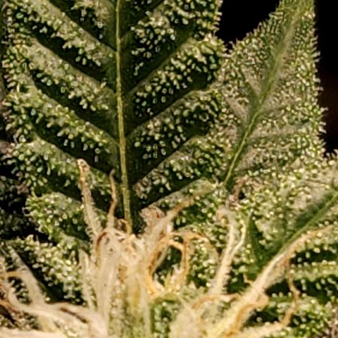 Strawberry Cough Clone growlog timeline photo