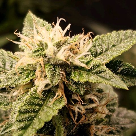 Strawberry Cough Clone growlog timeline photo