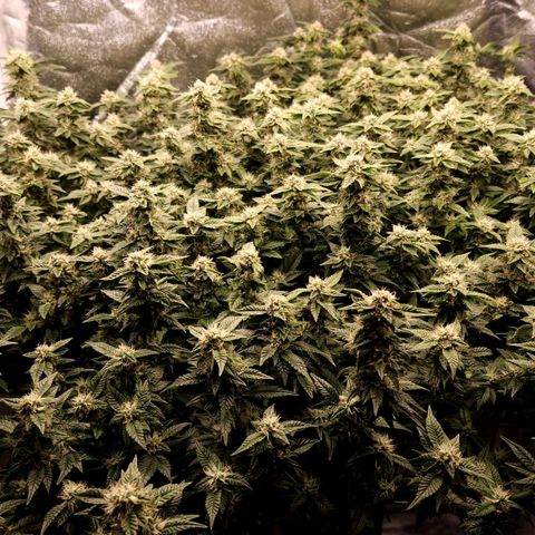 Strawberry Cough Clone growlog timeline photo