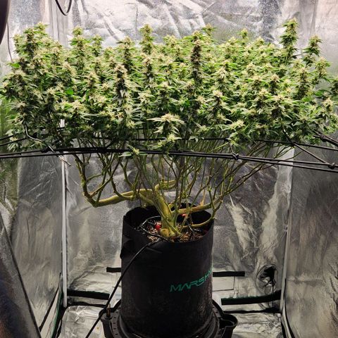 Strawberry Cough Clone growlog timeline photo