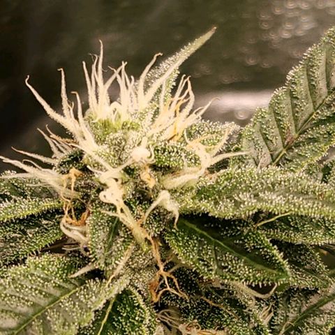 Strawberry Cough Clone growlog timeline photo