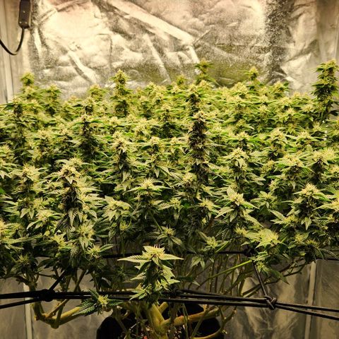 Strawberry Cough Clone growlog timeline photo