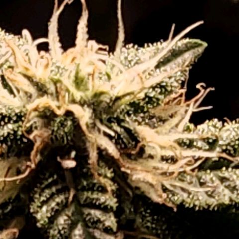 Strawberry Cough Clone growlog timeline photo