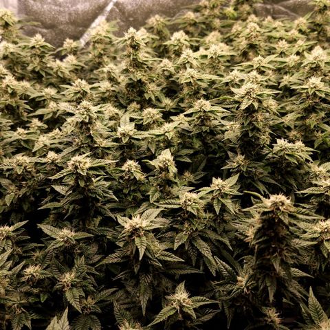 Strawberry Cough Clone growlog timeline photo