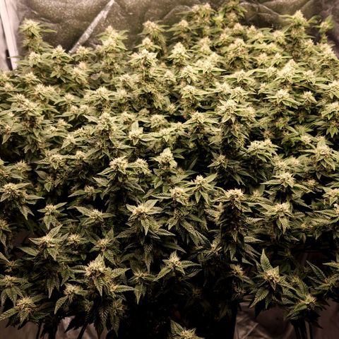 Strawberry Cough Clone growlog timeline photo