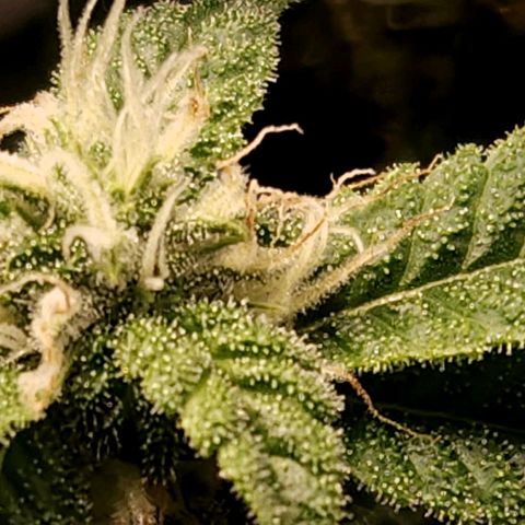 Strawberry Cough Clone growlog timeline photo