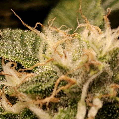 Strawberry Cough Clone growlog timeline photo