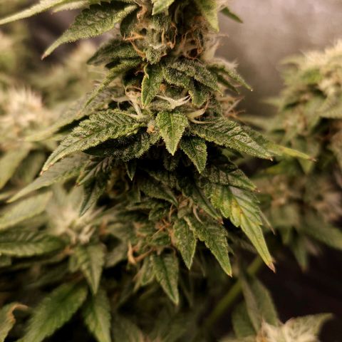Strawberry Cough Clone growlog timeline photo
