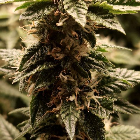 Strawberry Cough Clone growlog timeline photo