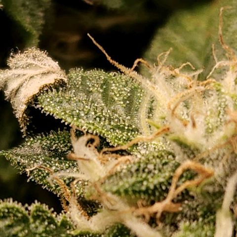 Strawberry Cough Clone growlog timeline photo