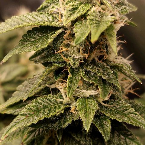 Strawberry Cough Clone growlog timeline photo