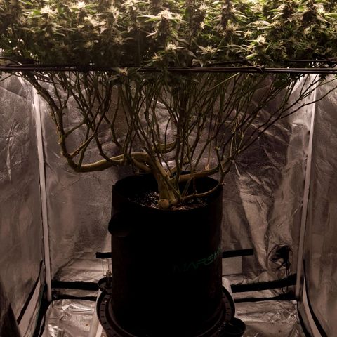 Strawberry Cough Clone growlog timeline photo