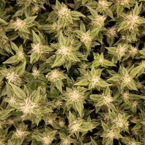 Strawberry Cough Clone growlog timeline photo