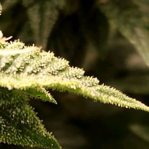 Strawberry Cough Clone growlog timeline photo