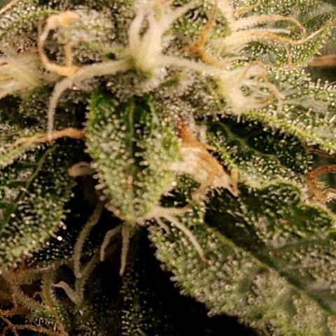 Strawberry Cough Clone growlog timeline photo
