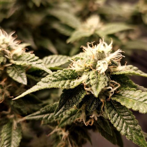 Strawberry Cough Clone growlog timeline photo