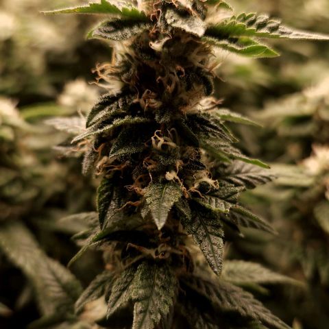 Strawberry Cough Clone growlog timeline photo