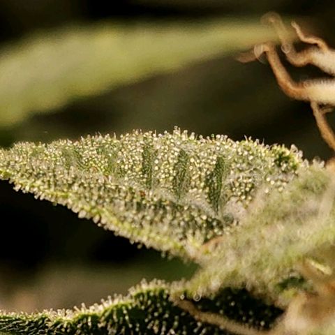 Strawberry Cough Clone growlog timeline photo