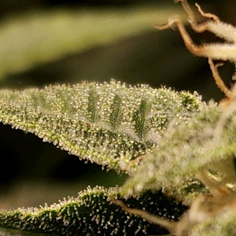 Strawberry Cough Clone growlog timeline photo