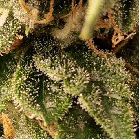 Strawberry Cough Clone growlog timeline photo