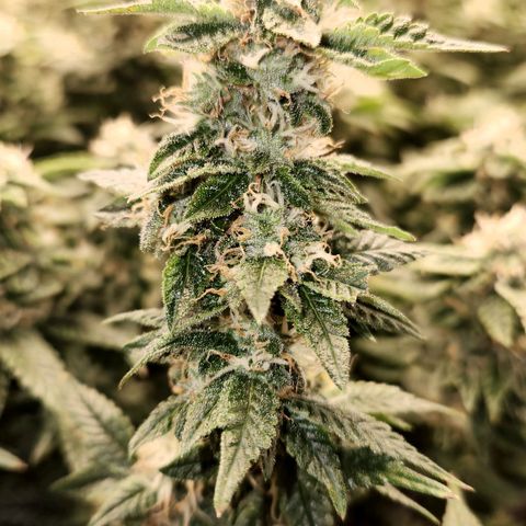Strawberry Cough Clone growlog timeline photo
