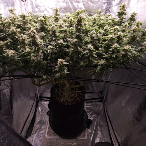 Strawberry Cough Clone growlog timeline photo