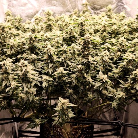Strawberry Cough Clone growlog timeline photo