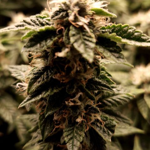 Strawberry Cough Clone growlog timeline photo