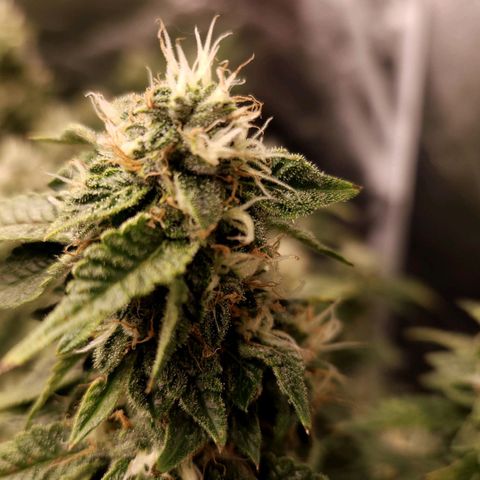 Strawberry Cough Clone growlog timeline photo
