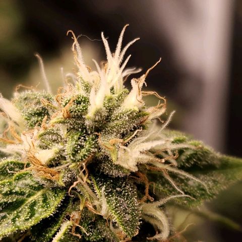 Strawberry Cough Clone growlog timeline photo