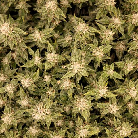 Strawberry Cough Clone growlog timeline photo